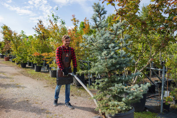 Burkesville, KY Tree Removal and Landscaping Services Company